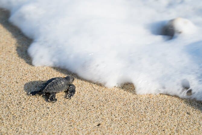 Escobilla Turtle Release Experience