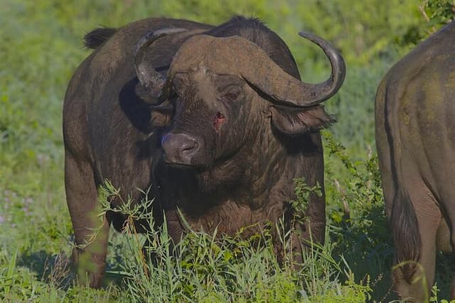 4 Day Tanzania Afordable Safari ft Two Night Serengeti