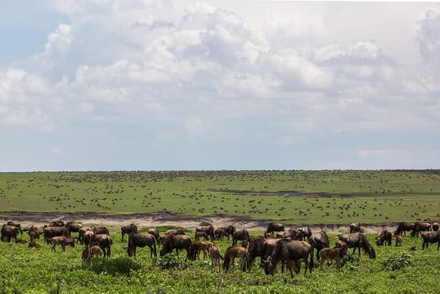 6 Days Kenya Tanzania Combined mid - range Safari