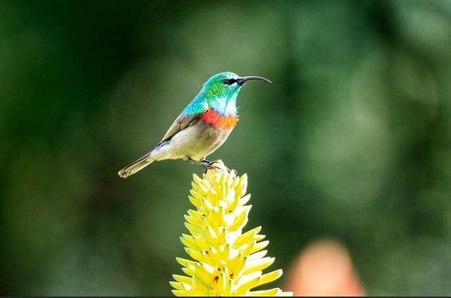 Cape Peninsula and Kisternbosch botanical Garden Full Day Tour.