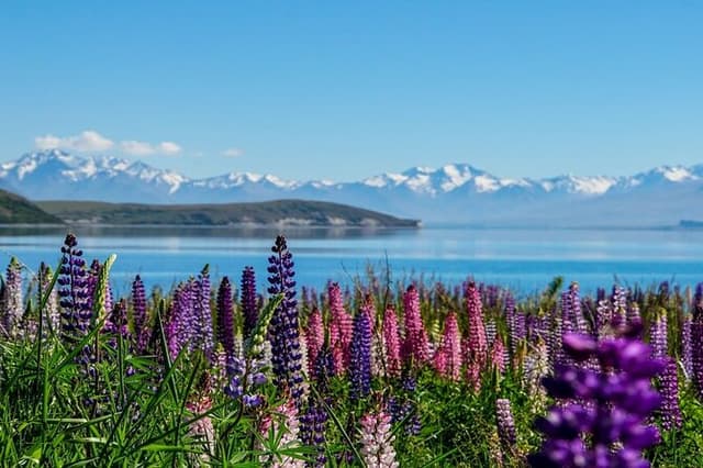 Christchurch to Mt Cook via Lake Tekapo One Way Small Group Tour