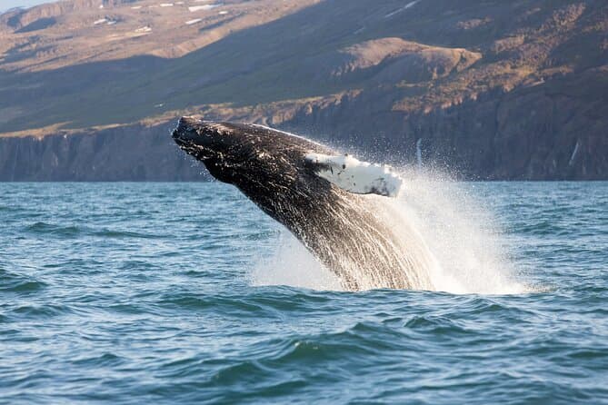 Best Whale Watching Tours in Húsavík & Akureyri