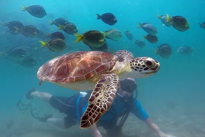 Explore Vibrant Underwater Worlds in West Palm Beach