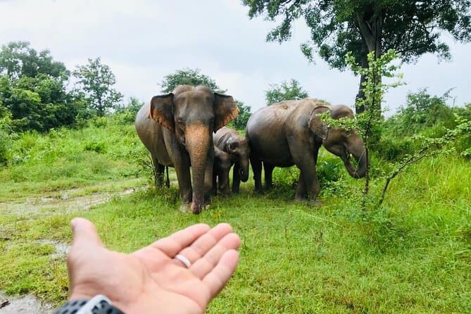 Colombo to Sigiriya & Dambulla: One-Day Adventure