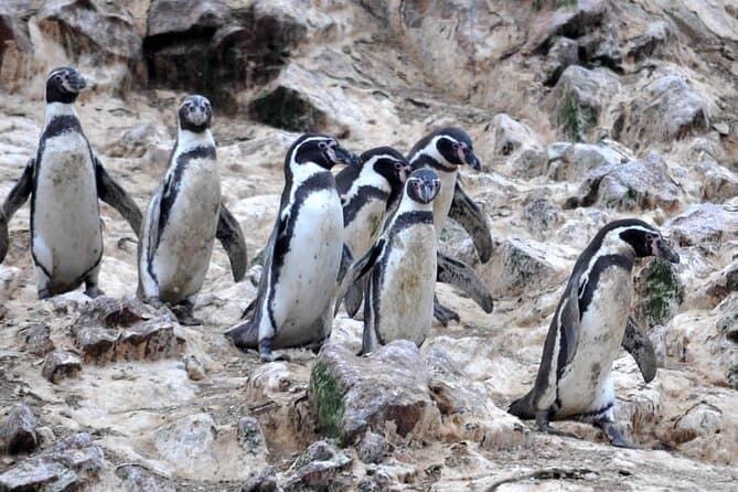 Paracas National Reserve Tour