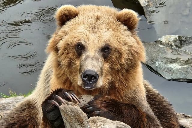 Simply Amazing Sitka Tour: Fortress of the Bear, Alaska Raptor, & Totems