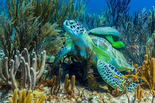 Puerto Morelos Catamaran Reef Sail and Snorkel