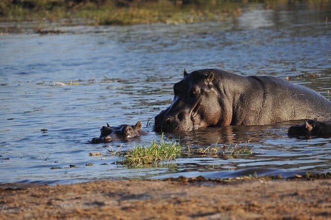 Luxury Okavango Delta Wildlife Safaris from Maun