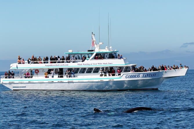 Monterey Whale Watching Adventure