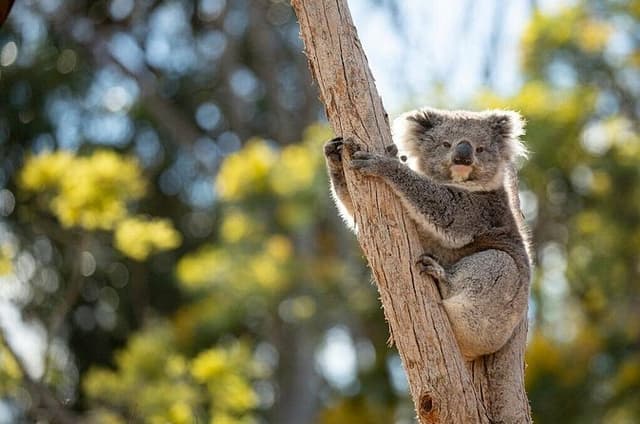 Australian Experience at Werribee Open Range Zoo - excl. entry