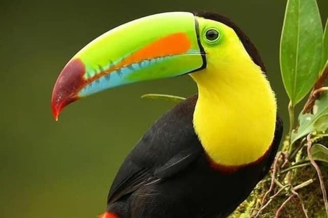 Curi-court Bird-Watching tour