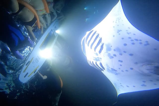 Big Island Manta Ray Night Snorkel Adventure