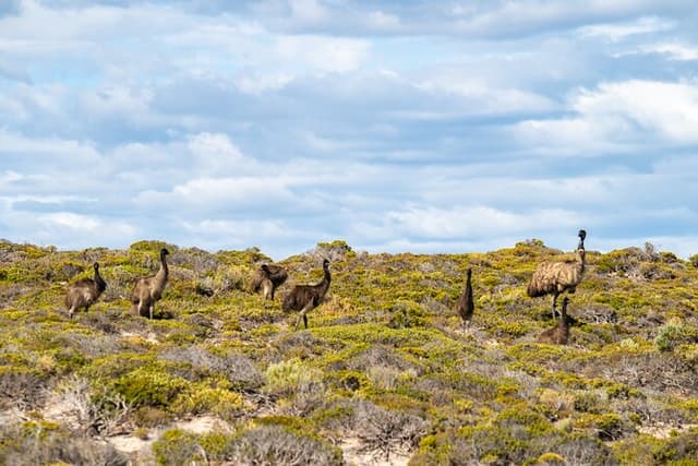 Port Lincoln Full-day Exploration Tour
