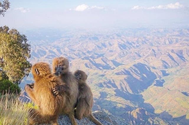10 Days Simien Mountains Trekking, Adi Arkay via Ras Dashen