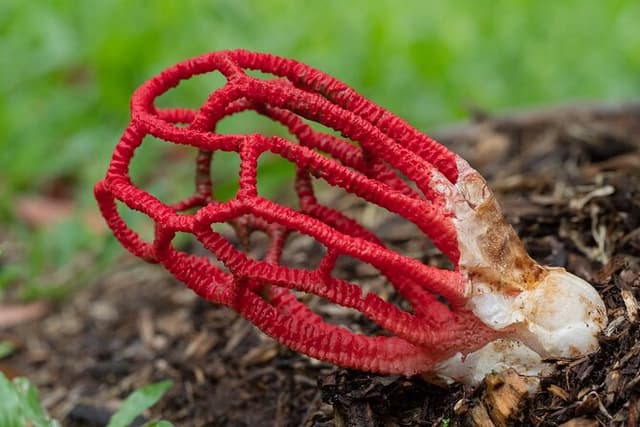 Mushroom Photography Activity in Cairns Botanic Gardens