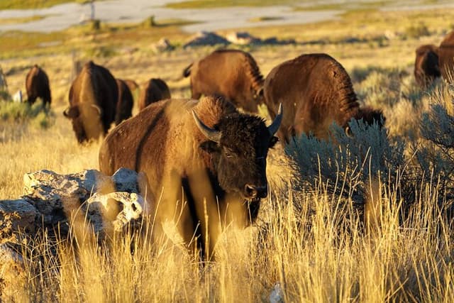 Great Salt Lake Wildlife Experience