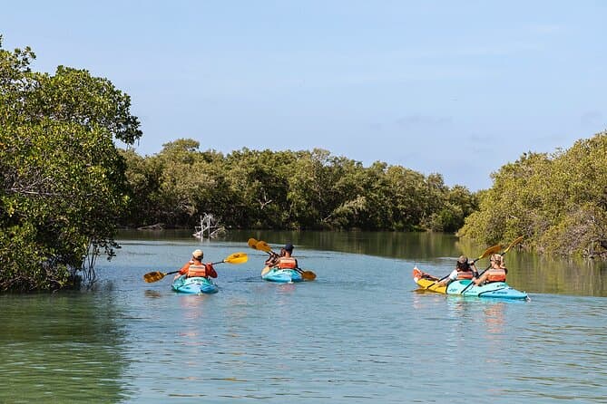 Holbox Mangrove Kayak Adventure