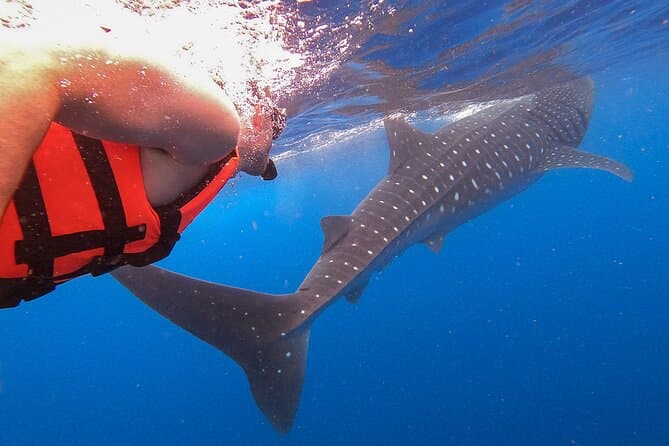 Unforgettable Whale Shark Tours in Isla Holbox, Mexico