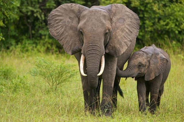 Full Day Isimangaliso Wetlands & Boat Cruise Tour from Durban
