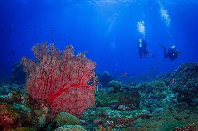 Two fun dives morning trip (Certified Divers only)