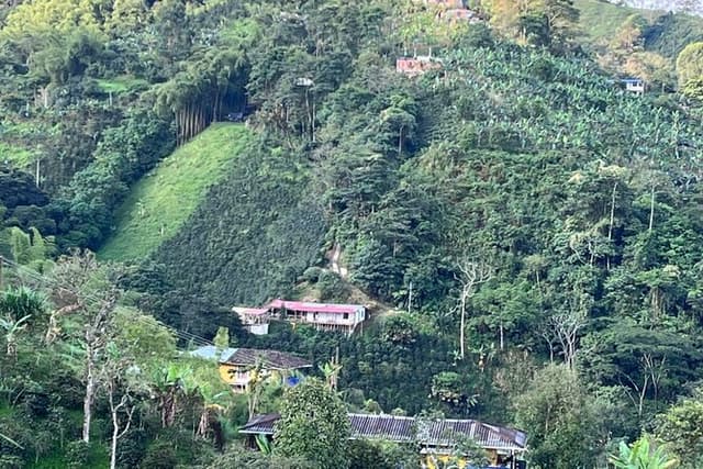 Pereira Organic Coffee Tour