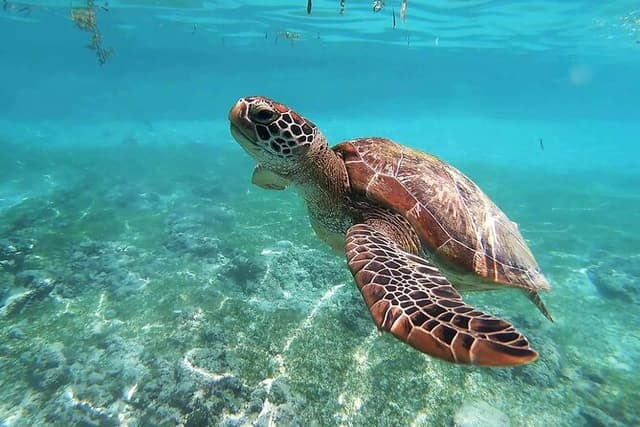 Turtle Akumal Adventure! Tulum Ruins and Cenote from Riviera Maya
