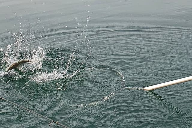 Fishing Tour with a Fishing Boat at Lake Constance (Untersee)