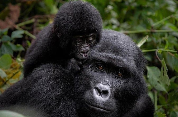Best Rated Kampala Safari & City Tours