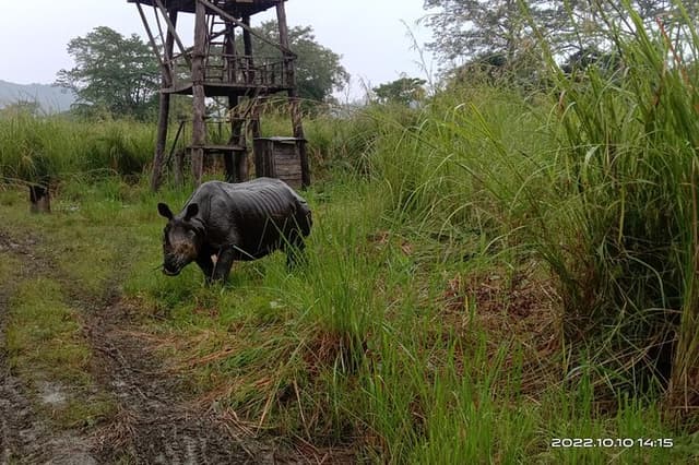 Jeep safari (Sharing, 4-5 hrs.) inside Chitwan National Park.