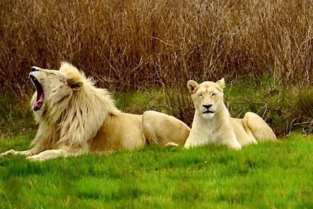 Private Cradle Humankind, Caves or Maropeng, Rhino and Lion Park