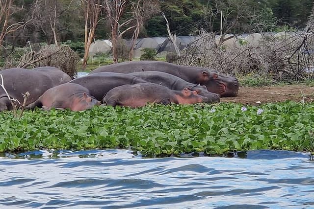 Day Tour To Hell's Gate National Park and Optional Boat Ride on Lake Naivasha.