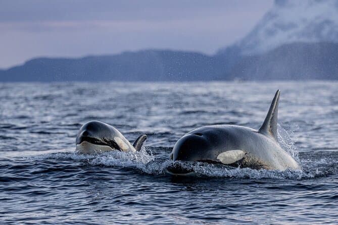Compare Top-Rated Whale Watching Tours in Tromsø