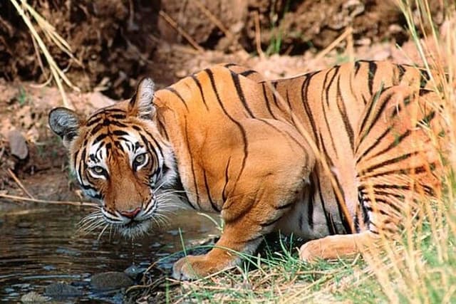 Wild Life Tour (JimCorbett 2Night) by Happyweekands.com