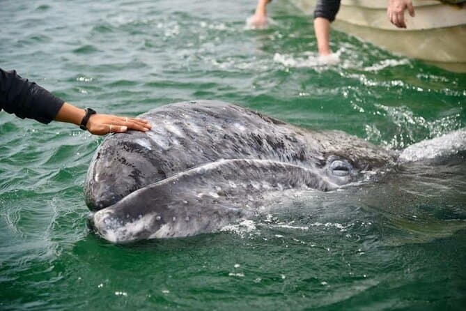 Gray Whale Journey