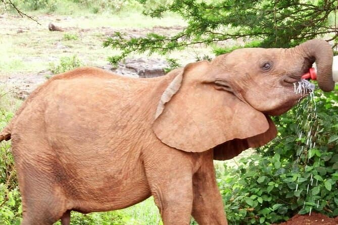 Nairobi Wildlife Tour