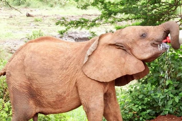 Half day tour to Elephant orphanage and Giraffe Centre Nairobi