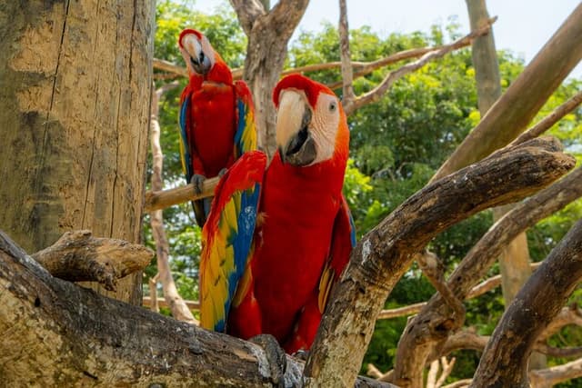 Full-Day Tour Isla Baru - National Aviary of Colombia and Playa Blanca