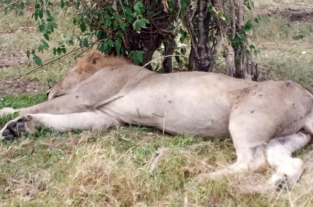 Nakuru National Park Day Tour with Optional Boat Ride Lake Naivasha