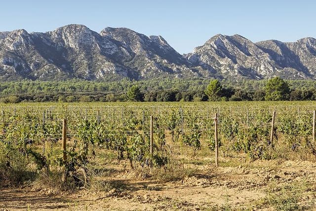 Les Baux de Provence : Wine day Tour : 7 hours