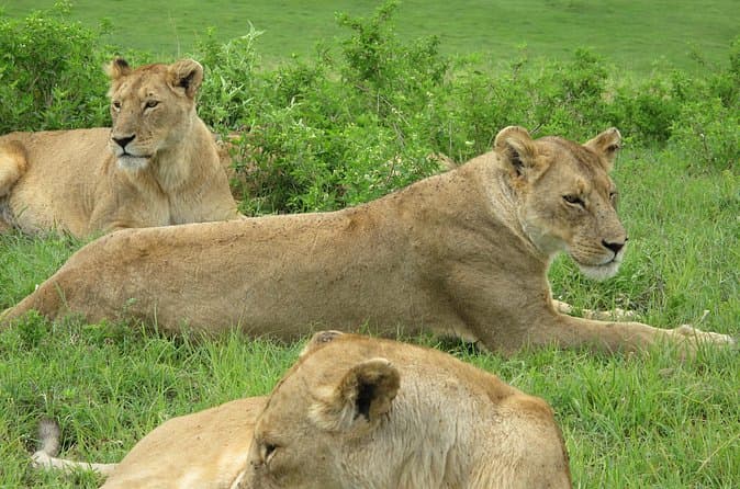 Best Lake Manyara Day Trips from Moshi
