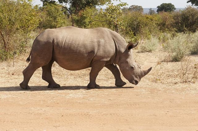 Game Drive and White Rhino Walking Safari in Livingstone
