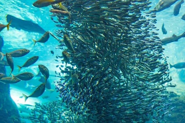 Napaling Sardine Run in Bohol