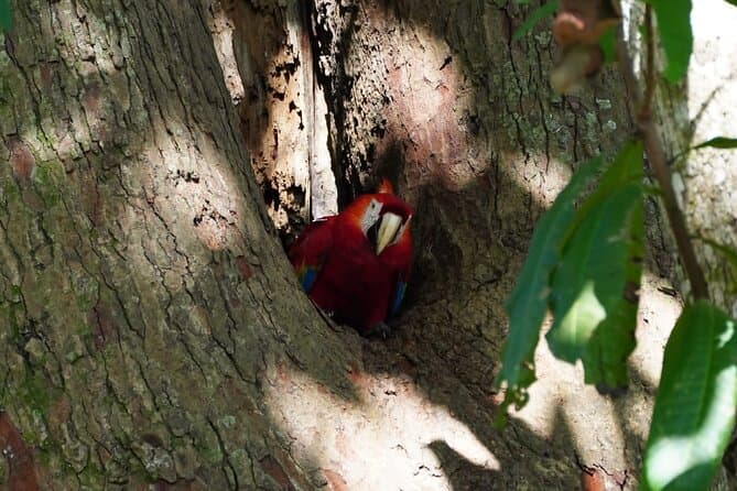 Best Carara National Park Tours & Wildlife Adventures in Jaco