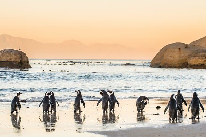 Best Cape Peninsula Tours & Cape Town Coastal Adventures