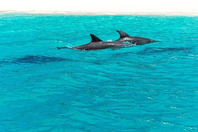 Best Mnemba Island Dolphin Tour & Snorkeling in Zanzibar