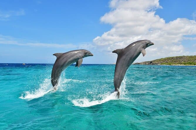 Best Wasini Island Dolphin Watching & Snorkeling Tours