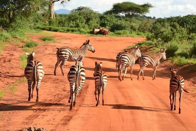 Tsavo East Day Safari