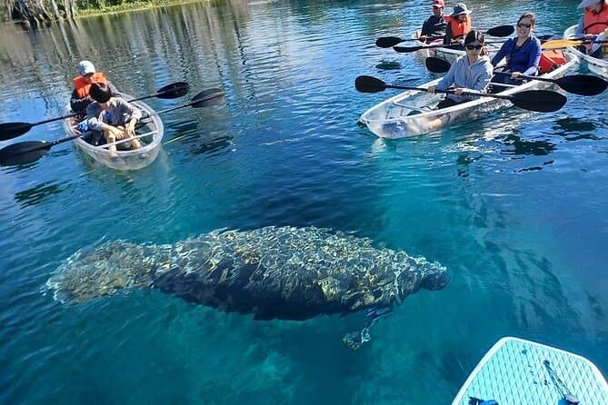 Orlando Manatee Swim in Crystal River, Florida