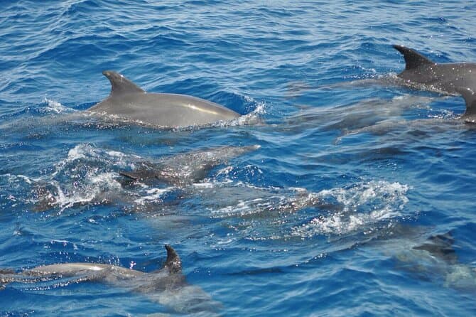 Best Dolphin House Speedboat Tours in Safaga