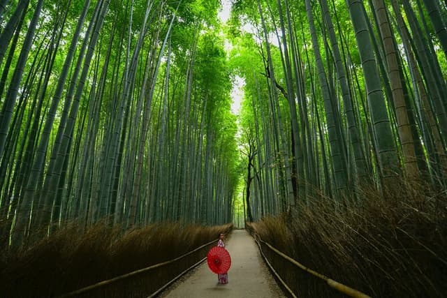 Kyoto Arashiyama Bamboo, Temple, Monkey or Local Mountain Brewery